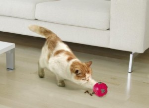 snackball für katzen