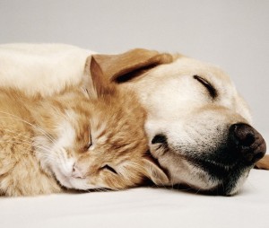 Hund und Katze schlafen