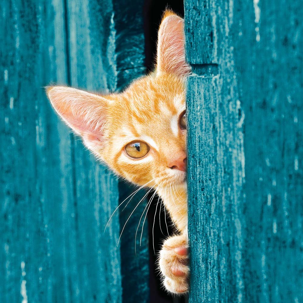 Cats best öko plus katzenstreu - Der Testsieger unserer Tester