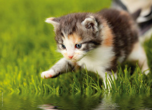 Kitten auf Wiese