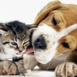 Kitten und Beagle