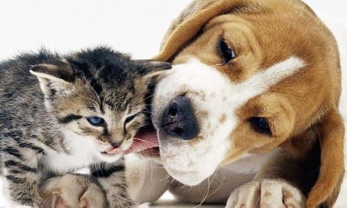 Kitten und Beagle