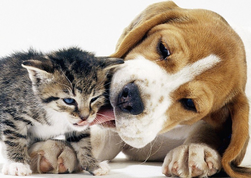 Kitten und Beagle