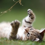 kitten 3